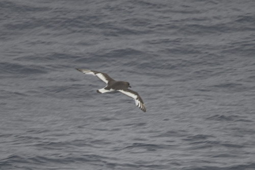 Antarctic Petrel (Thalassoica antarctica)