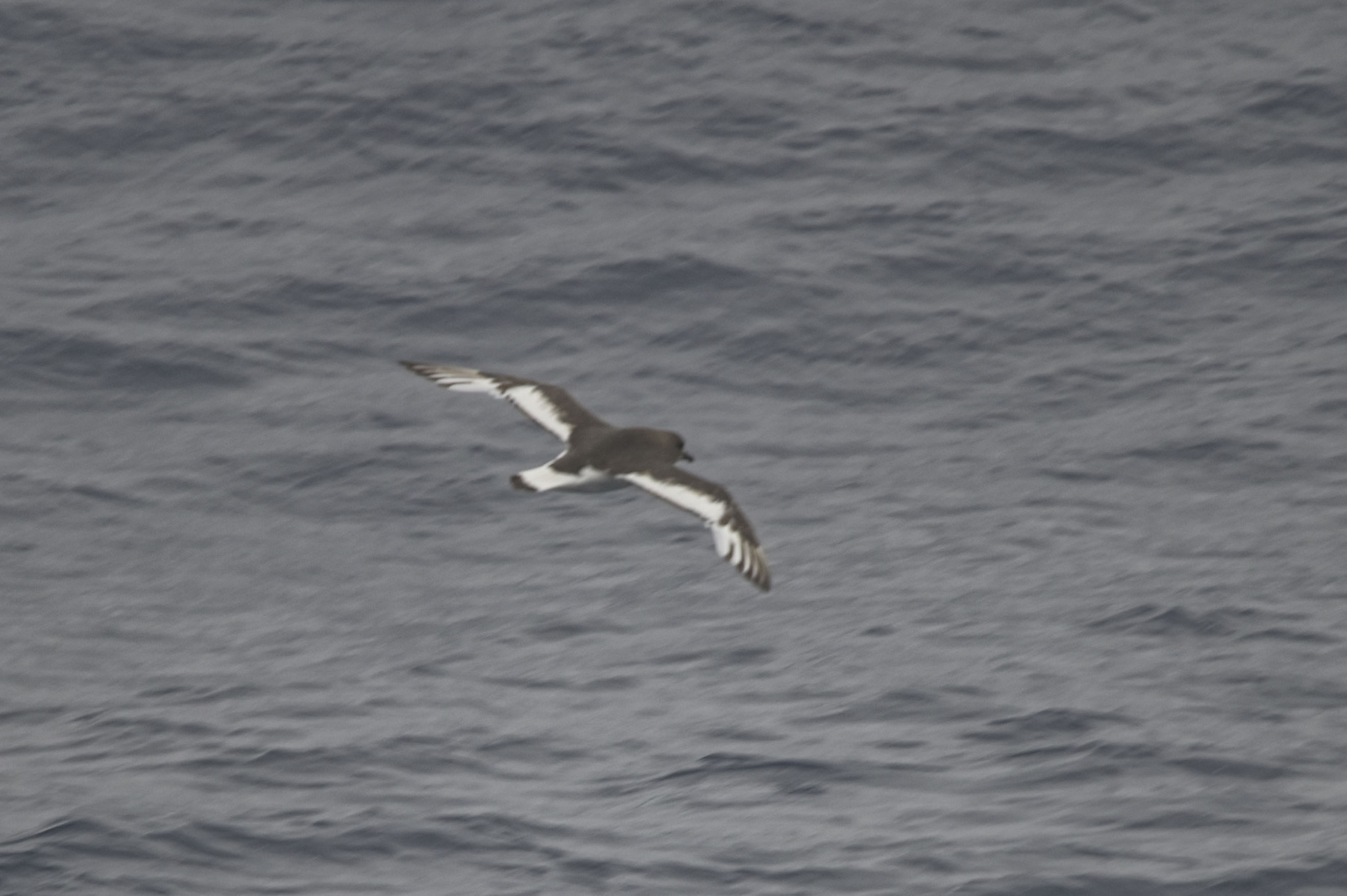 Antarctic Petrel (Thalassoica antarctica), photo 1