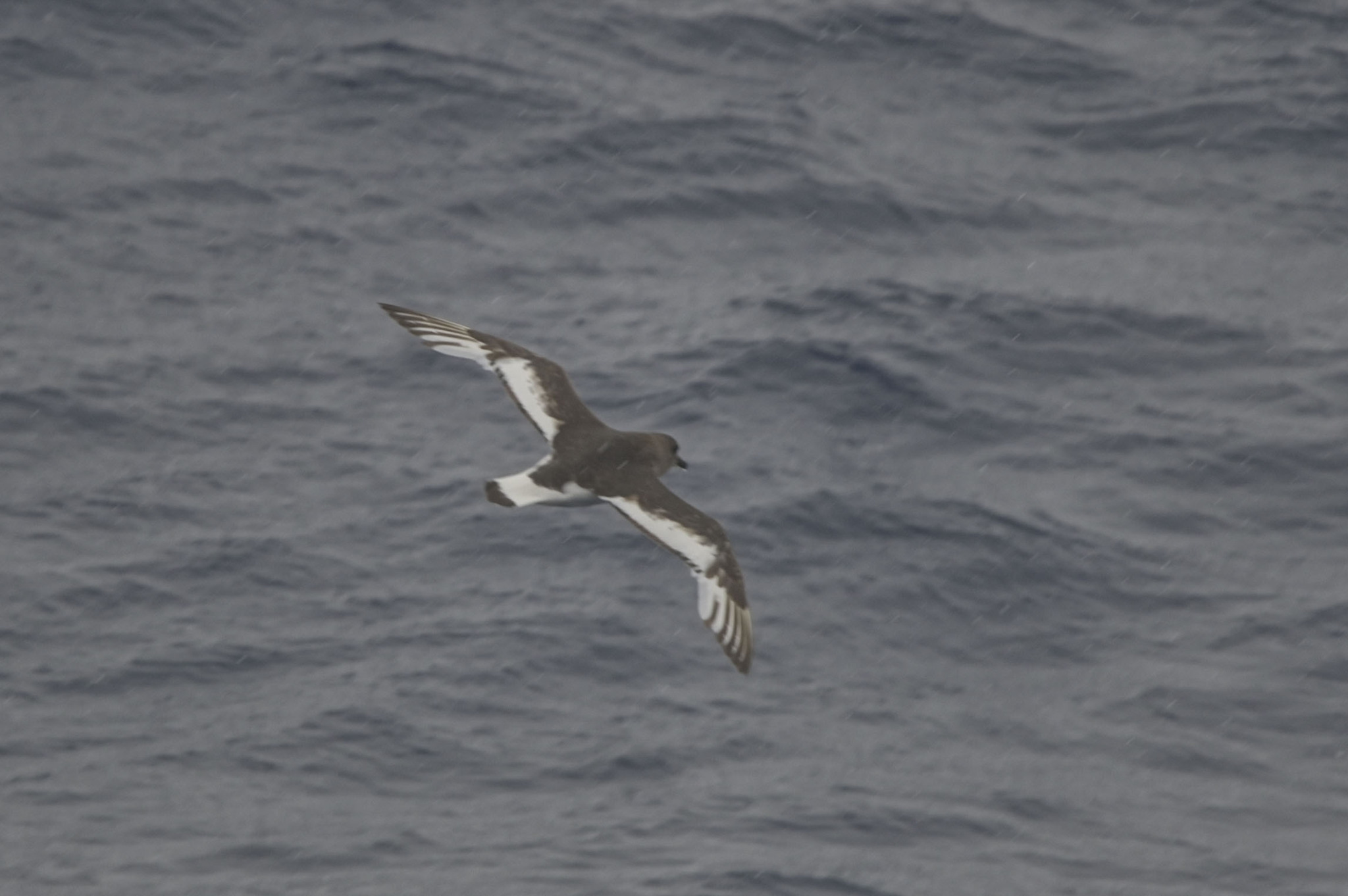 Antarctic Petrel (Thalassoica antarctica), photo 2