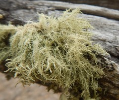 Usnea inermis