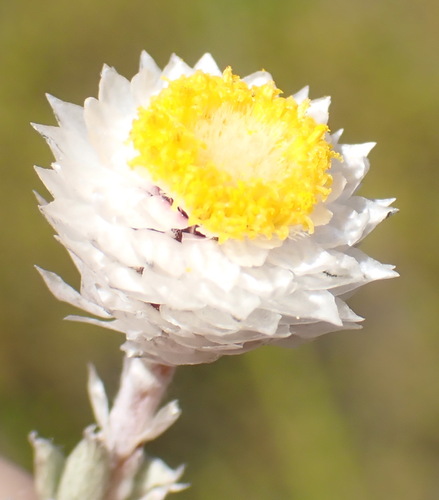Sewejaartjie Chafflower (Achyranthemum paniculatum)