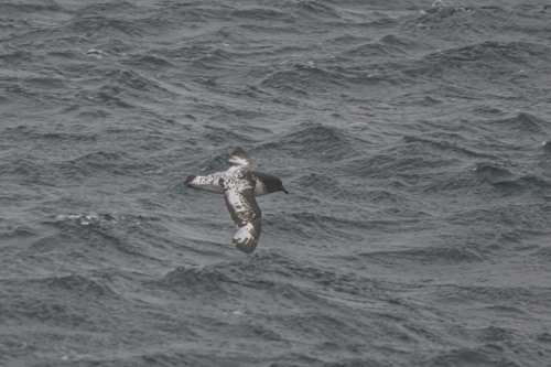 Pintado Petrel (Daption capense), photo 4