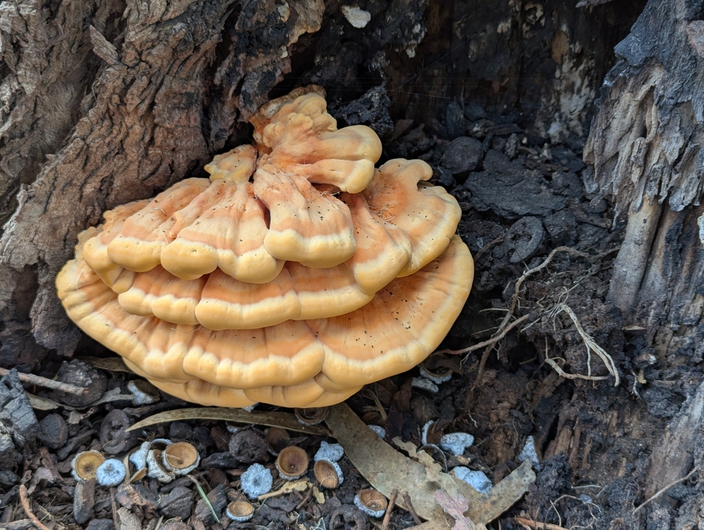 Laetiporus gilbertsonii · January 2026 · photo: © sebas_o (iNaturalist, cc-by)