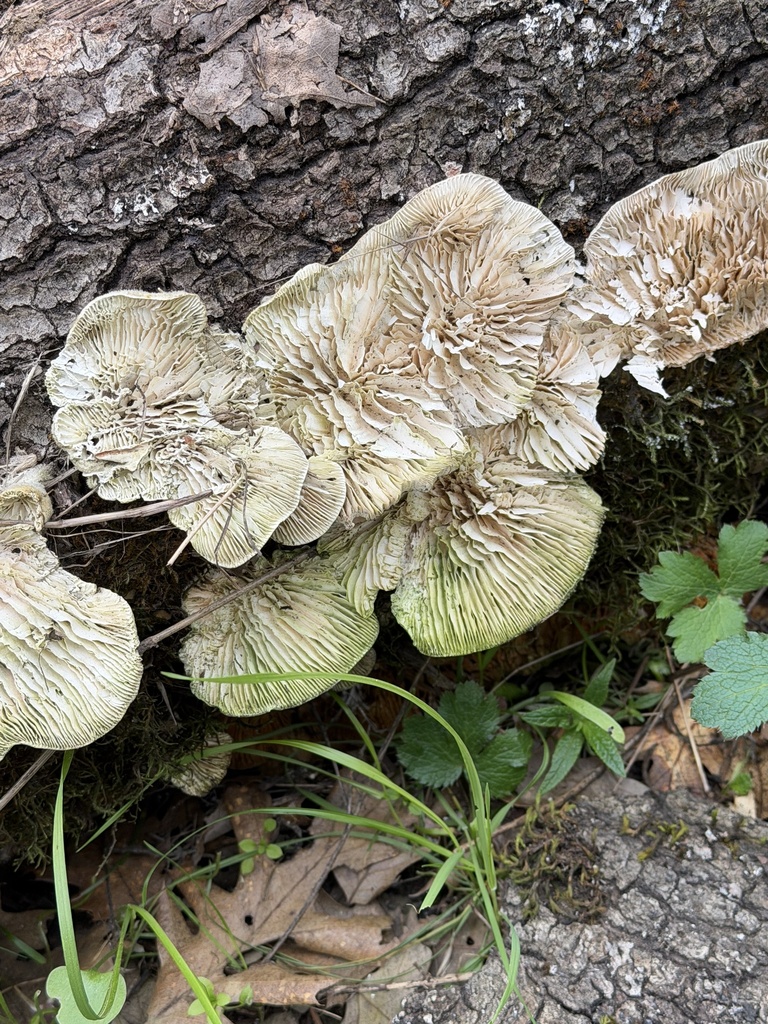 Trametes betulina · February 2026 · photo: © irinamitine (iNaturalist, cc-by)