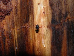 Glischrochilus quadripunctatus