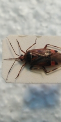 Deraeocoris olivaceus