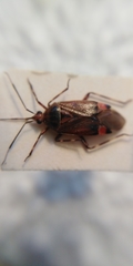 Deraeocoris olivaceus