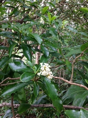 Pittosporum glabrum
