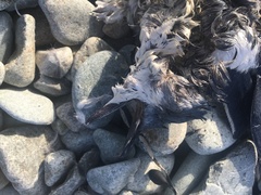 Eudyptula minor variabilis