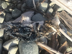 Eudyptula minor variabilis