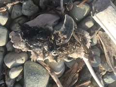 Eudyptula minor variabilis