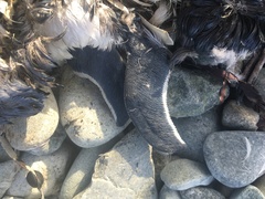 Eudyptula minor variabilis