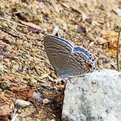Catochrysops panormus exiguus