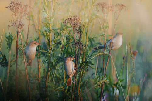 Booted Warbler (Iduna caligata), photo 5