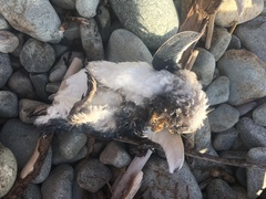 Eudyptula minor variabilis