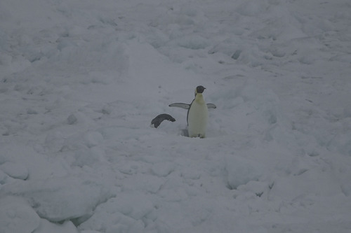 Emperor Penguin (Aptenodytes forsteri), photo 3