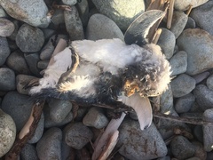 Eudyptula minor variabilis