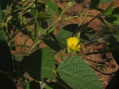 Rhynchosia rufescens