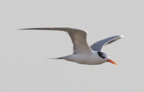 Lesser Crested Tern (Thalasseus bengalensis), photo 10