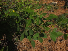 Rhynchosia rufescens