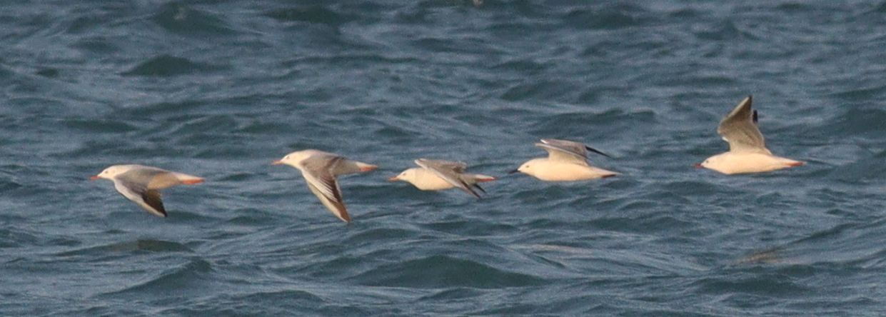 Slender-billed Gull (Chroicocephalus genei), photo 4