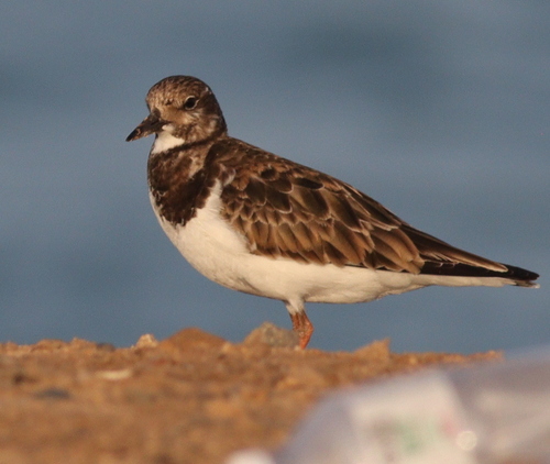 Ruddy Turnstone