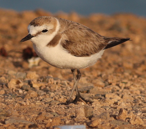 Kentish Plover
