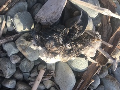 Eudyptula minor variabilis