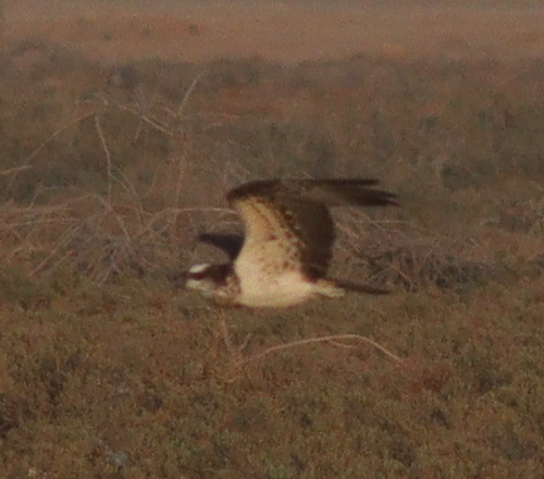 Osprey