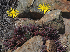 Crassothonna capensis