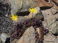 Crassothonna capensis