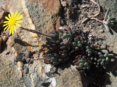 Crassothonna capensis