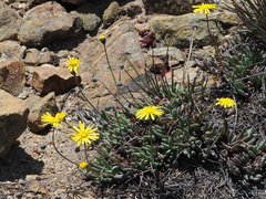 Crassothonna capensis