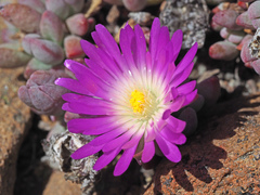 Esterhuysenia alpina