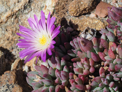 Esterhuysenia alpina