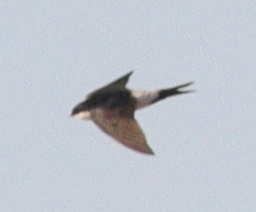 Western House Martin (Delichon urbicum), photo 1