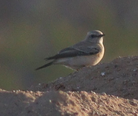 Desert Wheatear (Oenanthe deserti)