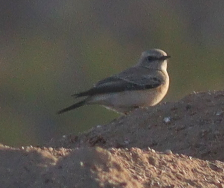 Desert Wheatear (Oenanthe deserti), photo 1