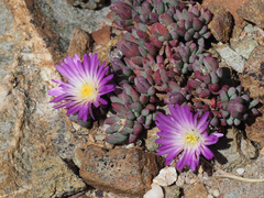 Esterhuysenia alpina
