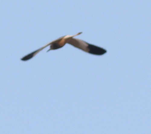 White-tailed Lapwing (Vanellus leucurus)