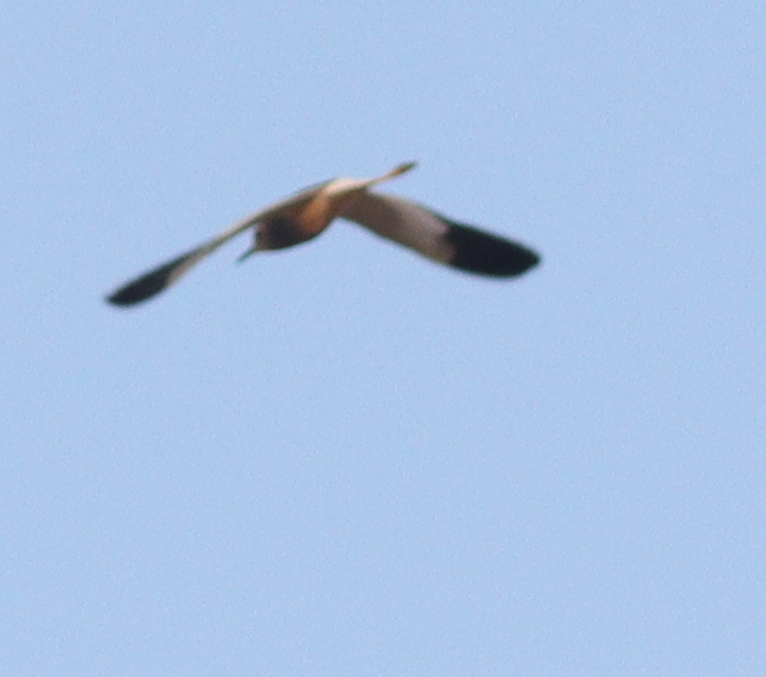 White-tailed Lapwing (Vanellus leucurus), photo 1