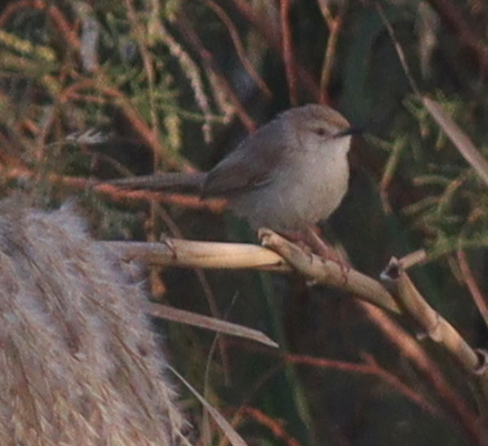 Graceful Prinia (Prinia gracilis)