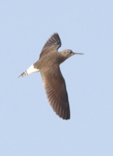 Green Sandpiper