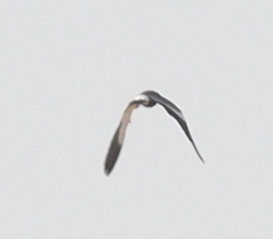 Spur-winged Lapwing