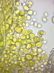 Chlorella