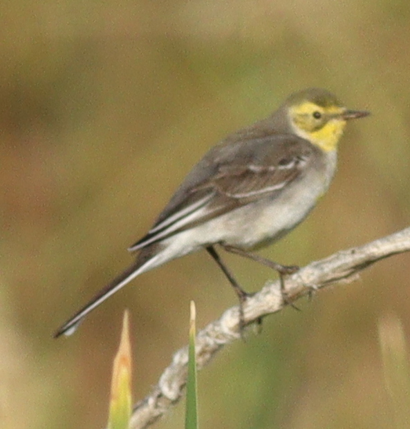 Citrine Wagtail (Motacilla citreola), photo 4