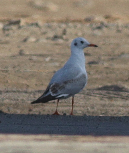 Black-headed Gull