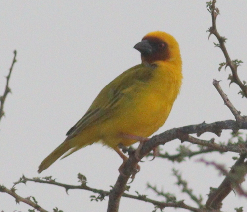 Rüppell's Weaver