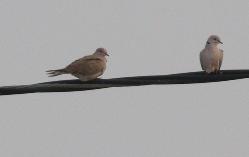 Eurasian Collared-Dove