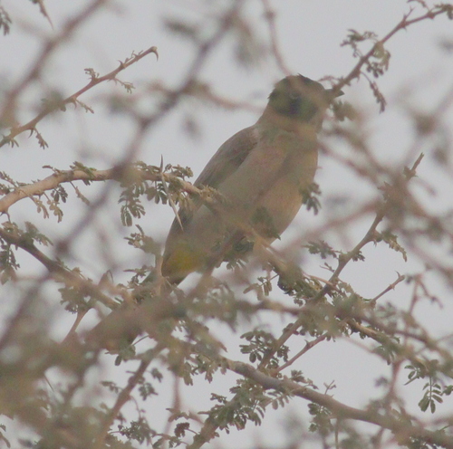 White-spectacled Bulbul